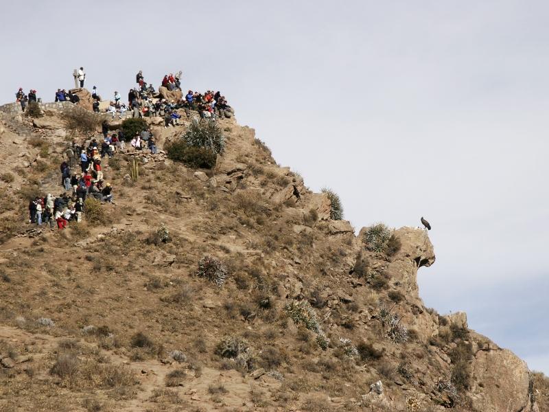 Cidade de Arequipa e condores no Canion del Colca em Chivay no Peru