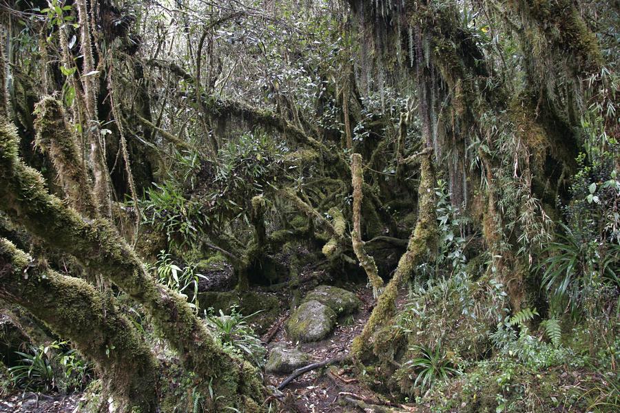 Trilha Inca para Machu Picchu a partir de Cusco no Peru - 3° dia na parte com mata fechada e muita chuva