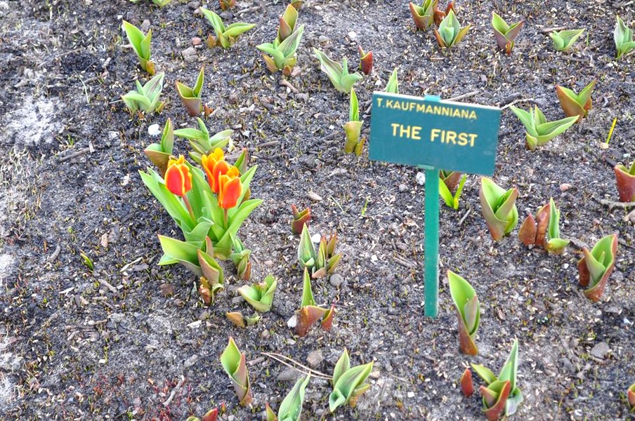 Keukenhof em Lisse, na Holanda - O parque sem flores