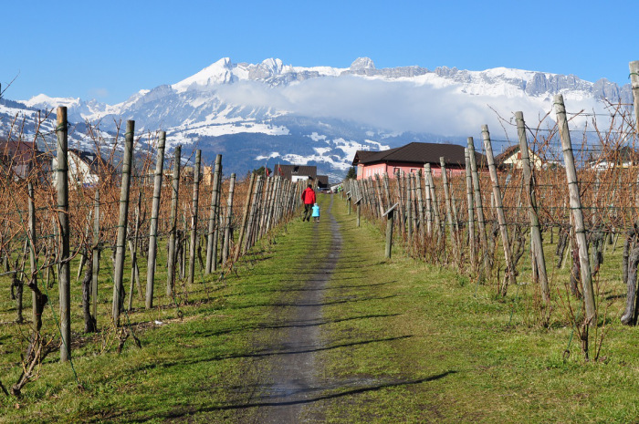 Roteiro de viagem para o Principado de Liechtenstein - Weingut des Fürsten von Liechtenstein Fürstliche ou Hofkellerei: Vinhedos + Alpes