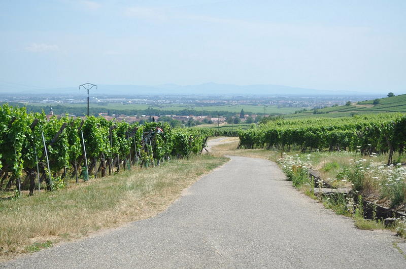 Melhor Geleia da França - Um lugar para fazer piquenique com vista para cidade de Colmar