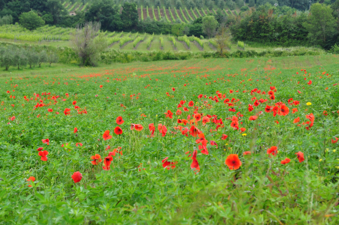 Val d'Orcia Toscana Itália - montalcino (1)