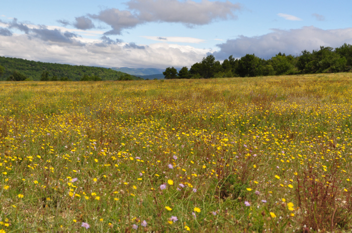 Viagem Manosque Valensole Provença França - Campos em direção a cidade de Manosque na Provença