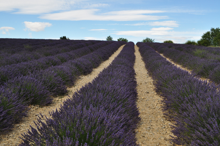 valensole (10)