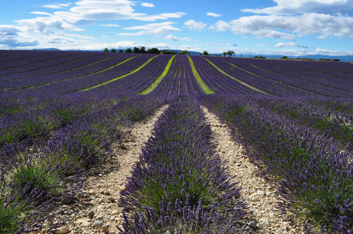 valensole (11)