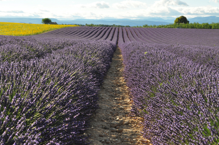 valensole (26)