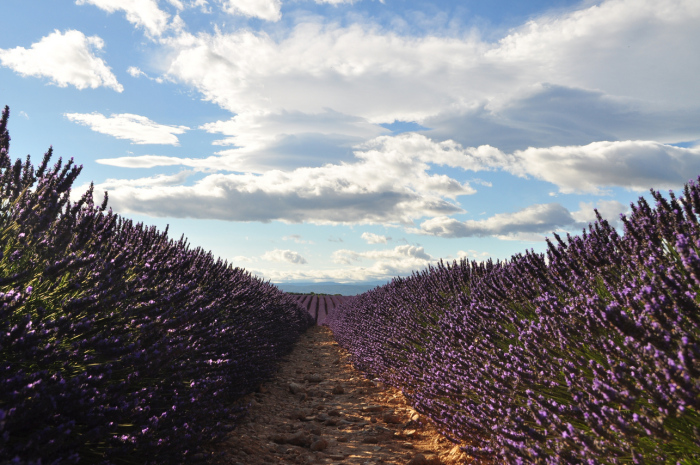 valensole (28)