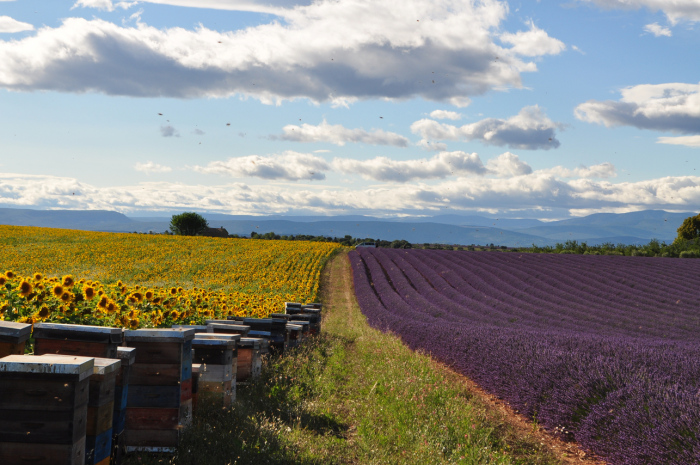 valensole (2)