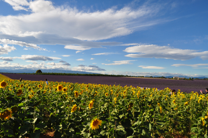 valensole (3)