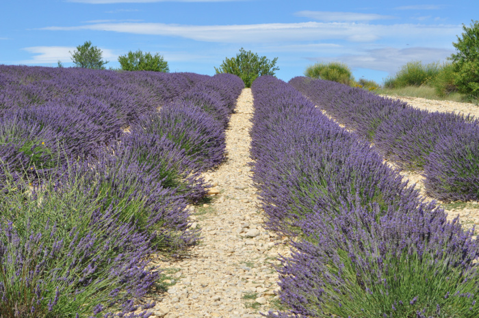 valensole (7)