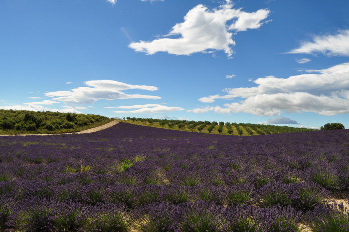 valensole (9)