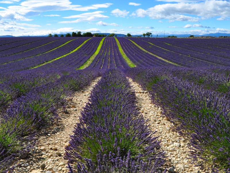 Provença França Toscana Itália - Custos, Tempo, Cidades e Pontos Turísticos - Campos de Lavanda da Provença na França