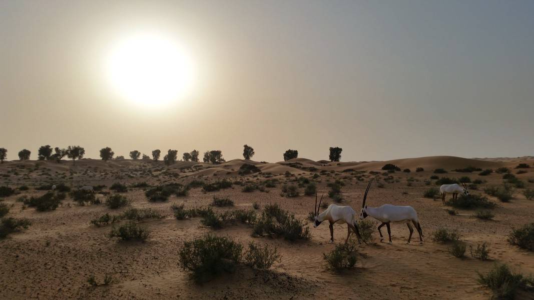 Platinum Heritage Safari em Dubai - Órix, os antílopes do deserto
