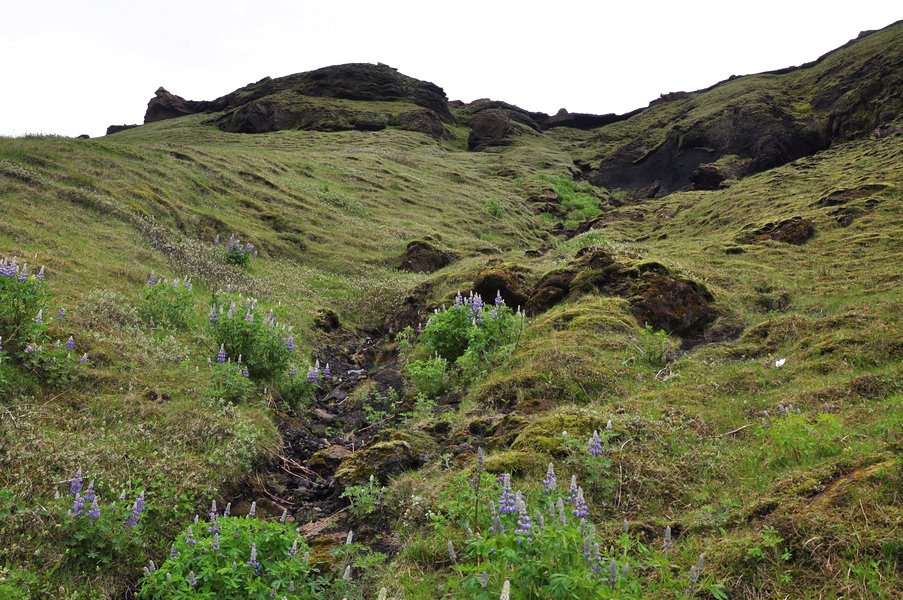 viagem islandia hjörleifshöfði - A montanha e as flores lupinos