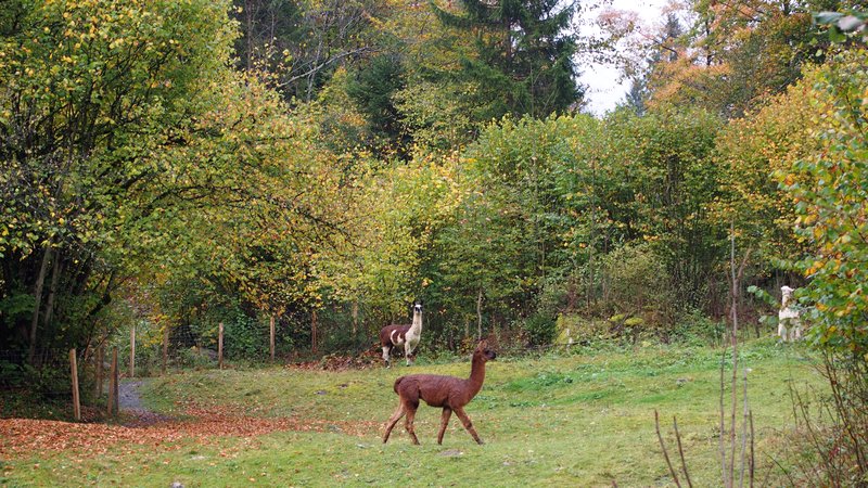 Lago Blausee Suíça - Criação de Alpacas