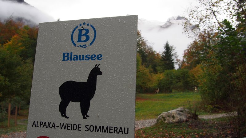 Lago Blausee Suíça - Criação de Alpacas