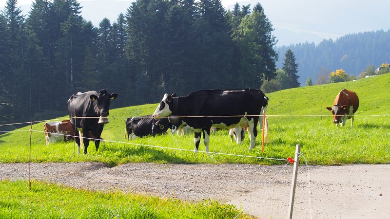 Signau região do Emmental Suíça - Vacas