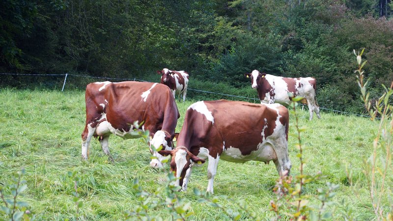 Signau região do Emmental Suíça - Vacas