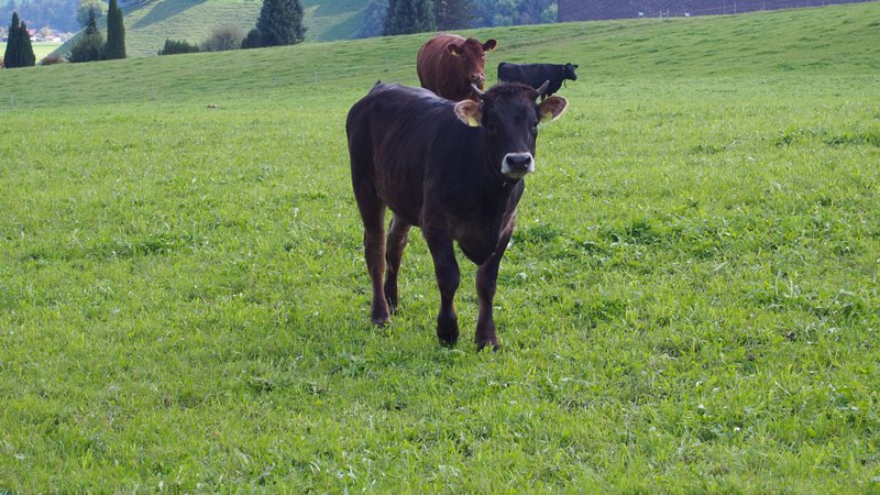 Signau região do Emmental Suíça - Vacas