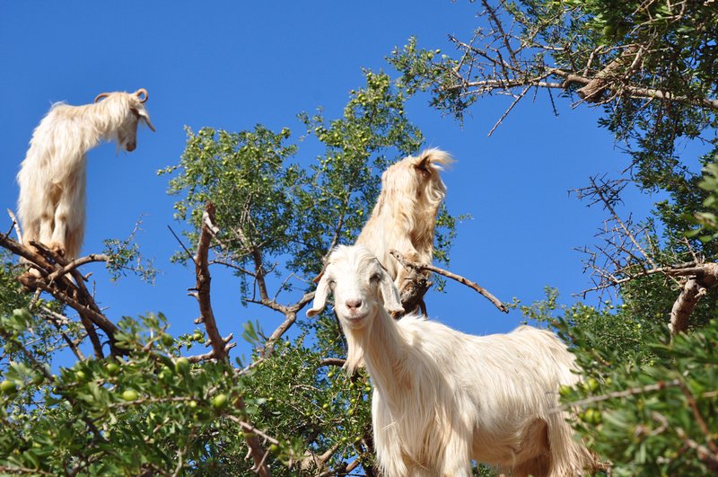 Viagem Marrakech Essaouira Marrocos - As famosas árvore de cabras