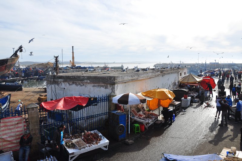 Viagem Marrakech Essaouira Marrocos - Mercado de Peixe no Porto de Essaouira