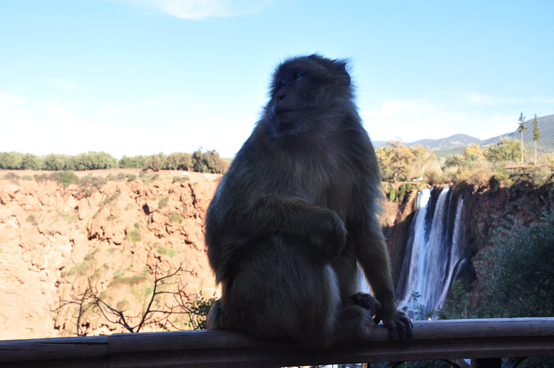 Cascatas de Ouzoud Marrocos Macacos de Gibraltar 