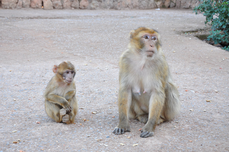 Cascatas de Ouzoud Marrocos Macacos de Gibraltar 