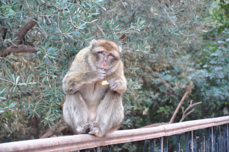 Cascatas de Ouzoud Marrocos Macacos de Gibraltar 