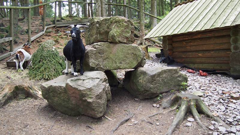 floresta negra mummelsee seebach baden wurttemberg alemanha - cabritinhos