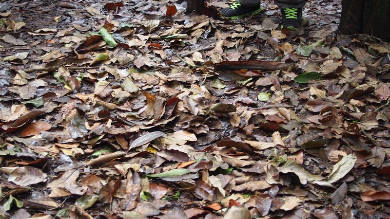 Cu Chi Tunnels Ho Chi Minh City Vietnam