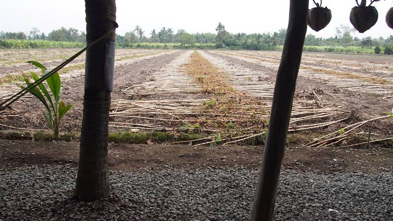 Delta do Mekong Ho Chi Minh City Vietnam - Visitamos algumas plantações