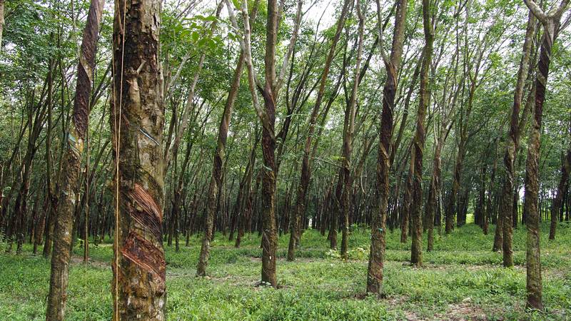 Regiao Rural Ho Chi Minh City Vietnam - Plantação de seringueiras e produção de latex