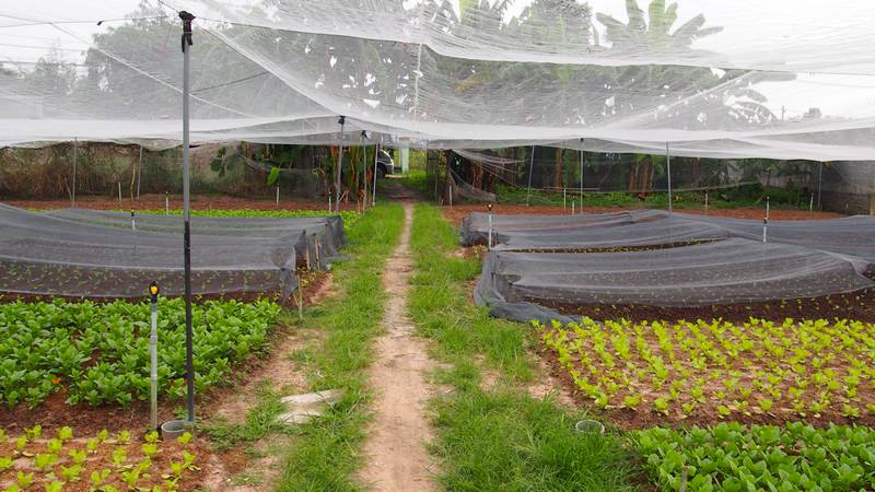 Regiao Rural Ho Chi Minh City Vietnam - Fazenda orgânica vietnamita