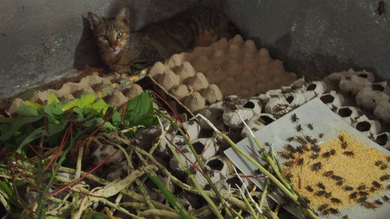 Regiao Rural Ho Chi Minh City Vietnam - Criação de grilos para alimentação