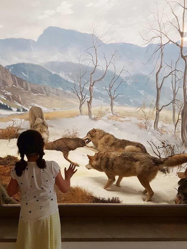 Museu de História Natural de Karlsruhe na Alemanha - Dioramas da fauna alemã