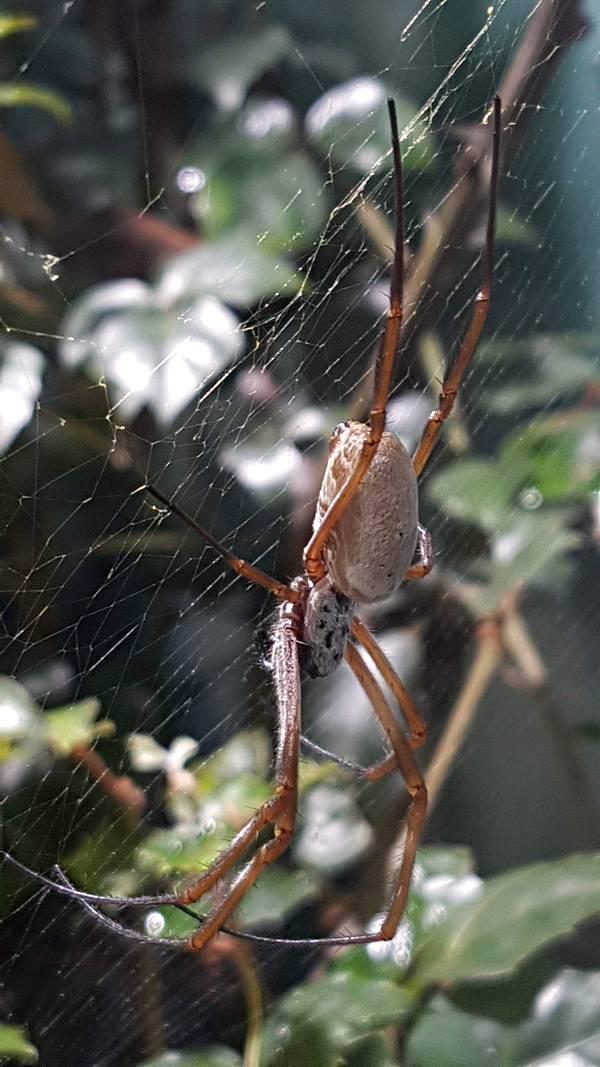 Museu de História Natural de Karlsruhe na Alemanha - Aranhas!!!