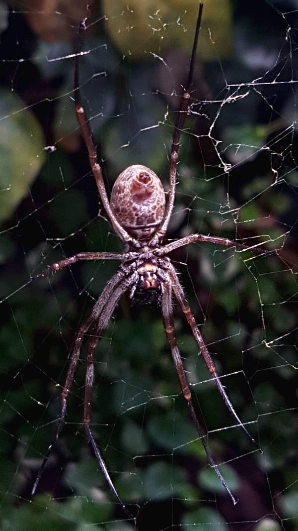 Museu de História Natural de Karlsruhe na Alemanha - Aranhas!!!