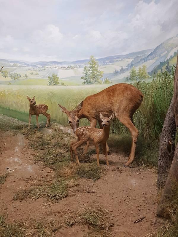 Museu de História Natural de Karlsruhe na Alemanha - Diorama da fauna alemã