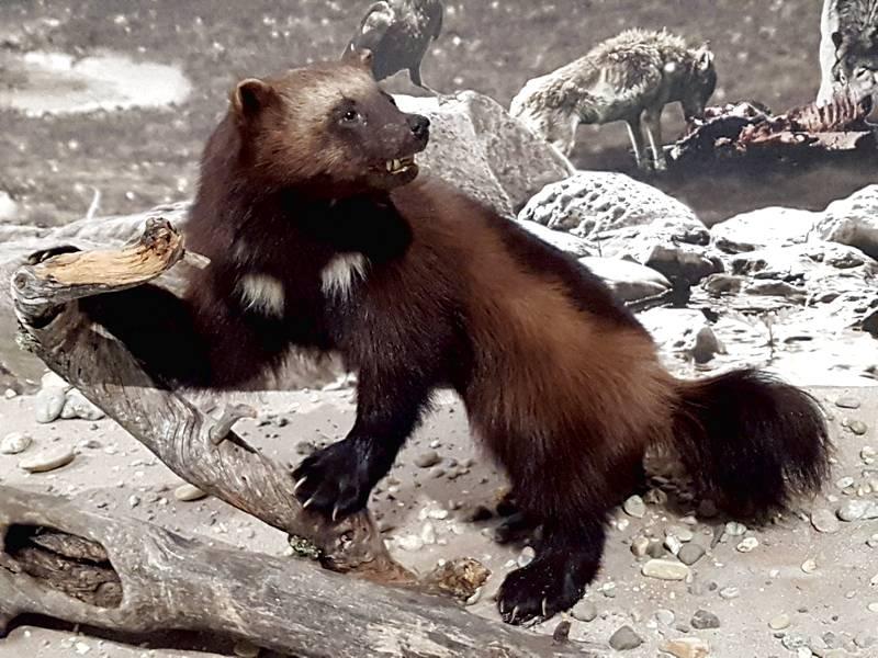 Museu de História Natural de Karlsruhe na Alemanha - Carcaju (ou Wolverine)