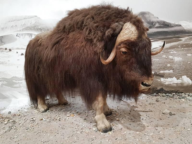 Museu de História Natural de Karlsruhe na Alemanha - Búfalo na era do gelo