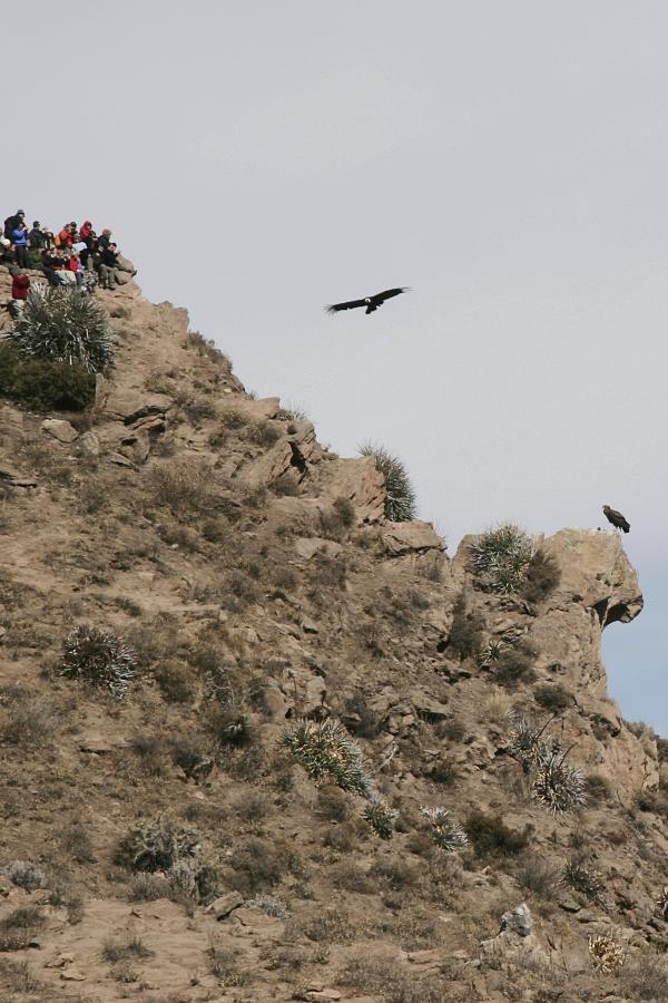 Condores no Canion del Colca no Peru