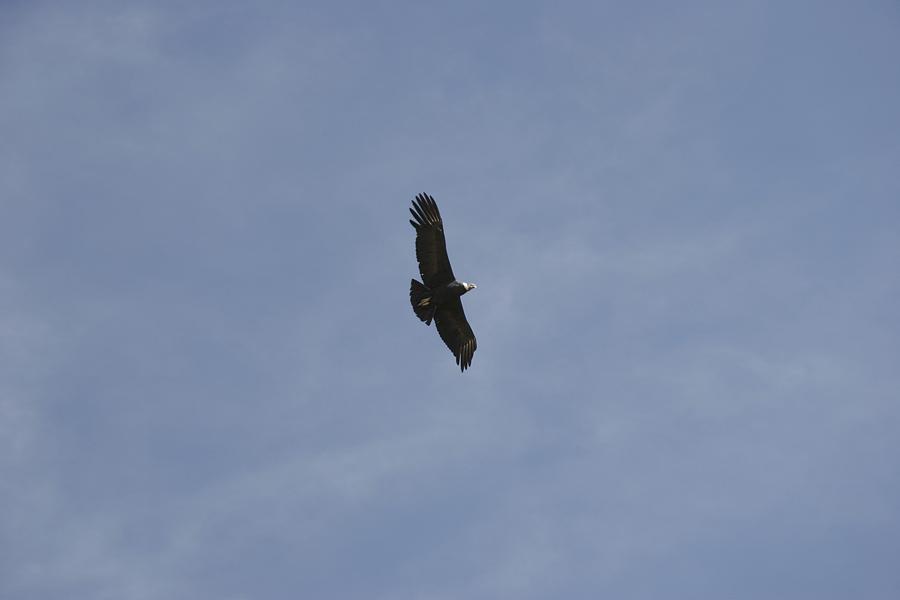 Condores no Canion del Colca no Peru