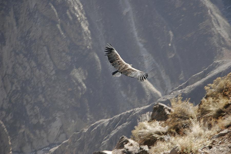 Condores no Canion del Colca no Peru