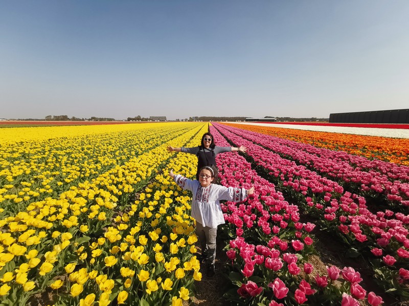 Dicas para visitar os campos de tulipas no selim da bicicleta ao redor do Keukenhof em Lisse na Holanda