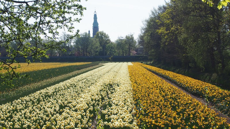 Dicas para visitar os campos de tulipas no selim da bicicleta ao redor do Keukenhof em Lisse na Holanda