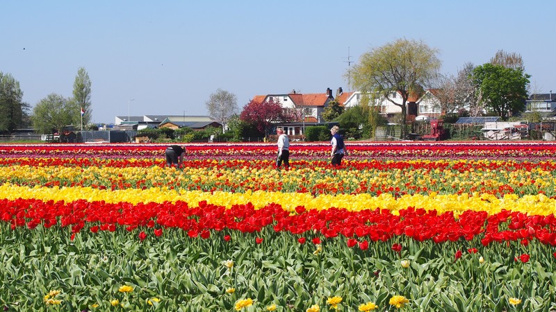 Dicas para visitar os campos de tulipas no selim da bicicleta ao redor do Keukenhof em Lisse na Holanda