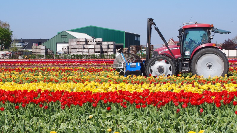 Dicas para visitar os campos de tulipas no selim da bicicleta ao redor do Keukenhof em Lisse na Holanda