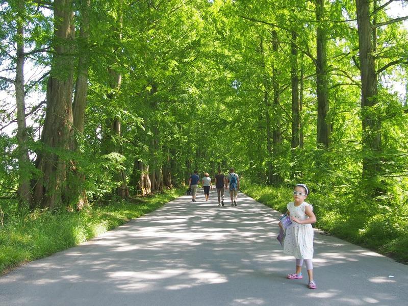 Blumeninsel Mainau, a ilha das flores no lago de Constança na Alemanha - Metasequoia-Allee