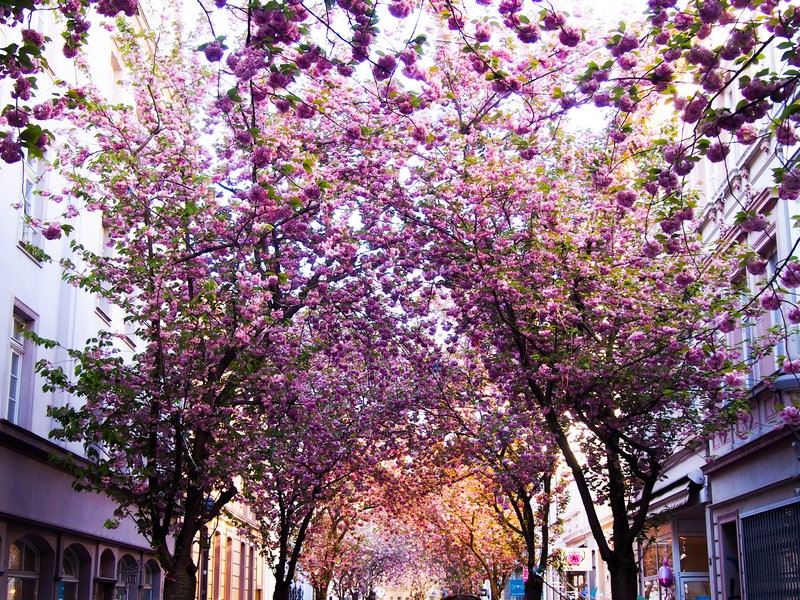 As flores de cerejeira de Bonn, visitando a rua mais bonita da Alemanha