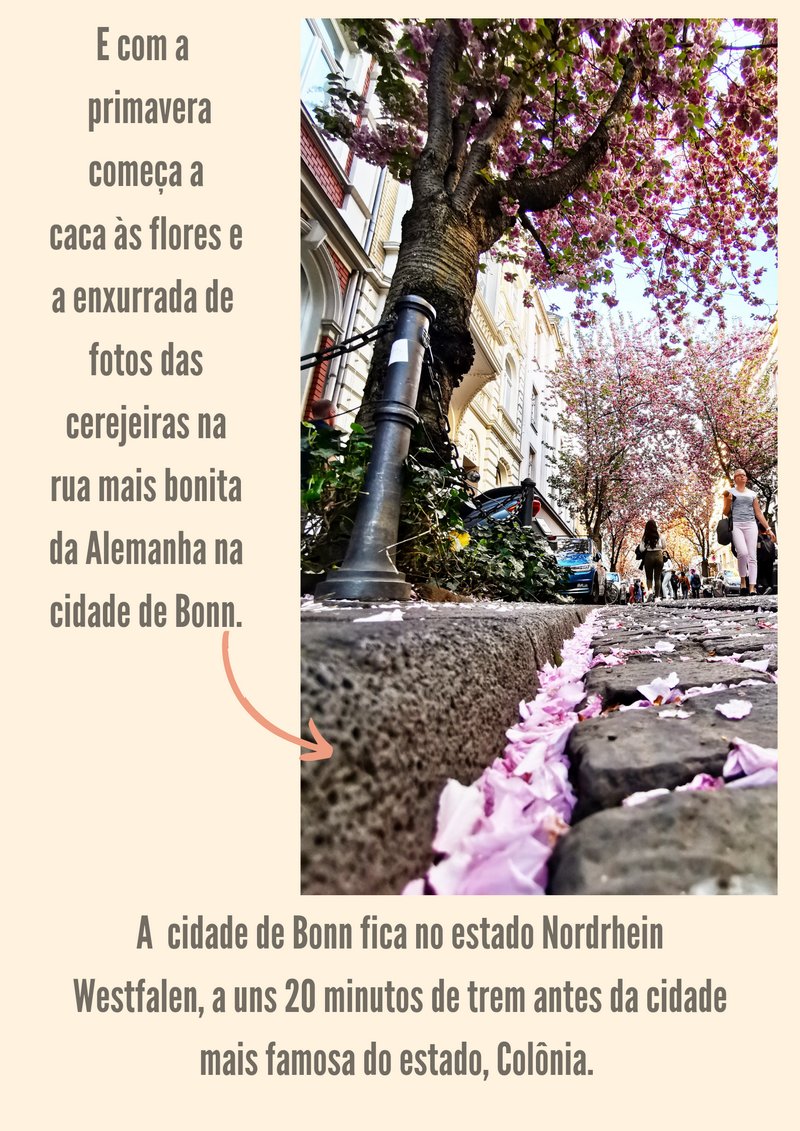 A rua mais linda da Alemanha e as flores de cerejeiras da cidade de Bonn